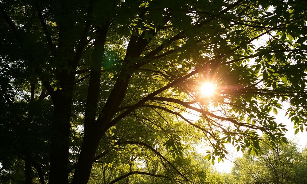 Sunlight streaming through a tree canopy